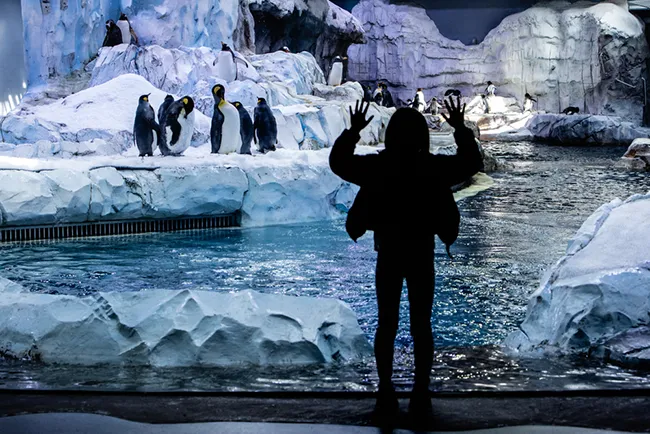 The Polk Penguin Conservation Center exhibit inside the Detroit Zoo in Royal Oak. The Polk Penguin Conservation Center is the world's largest penguin exhibit.
