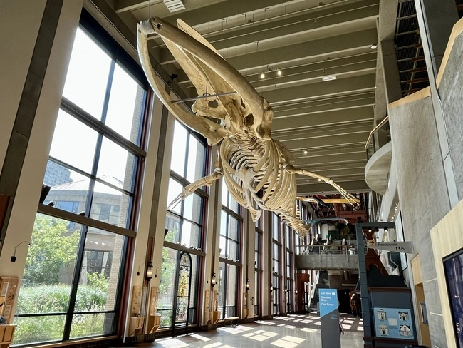 A whale skeleton hanging from the ceiling of the Grand Rapids Public Museum. Visiting this museum is one of the best & fun things do in Grand Rapids, MI!